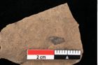 Foto (Detailansicht) von Glyptostrobus europaeus Brongniart (NHMW-GEO-2024-0188-0168)